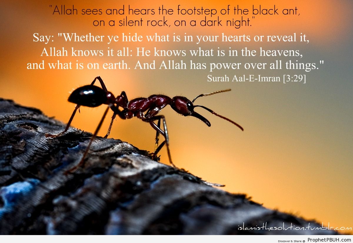Allah the all knowing - Islamic Quotes, Hadiths, Duas